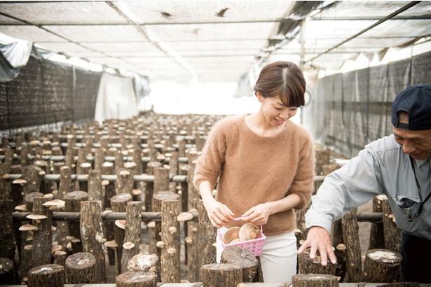キムラきのこ園 / キノコの収穫体験は、「かご1盛り」(約4個)で1500円が基本。持ち帰りもできる
