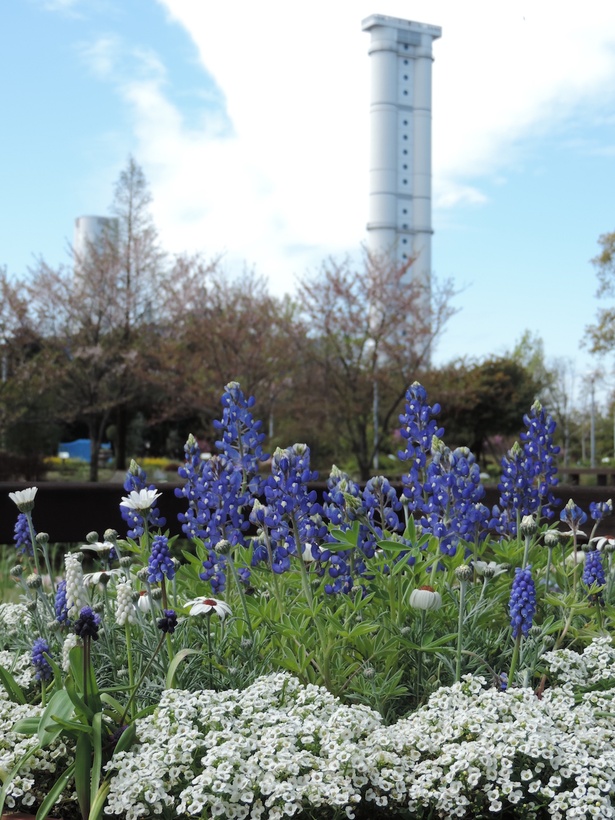 四季を通じて様々な花が鑑賞できる 名古屋港エリアにある花の楽園 ウォーカープラス