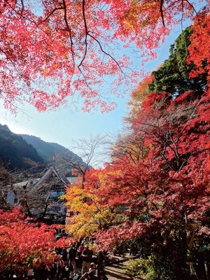 高尾山(東京都八王子)