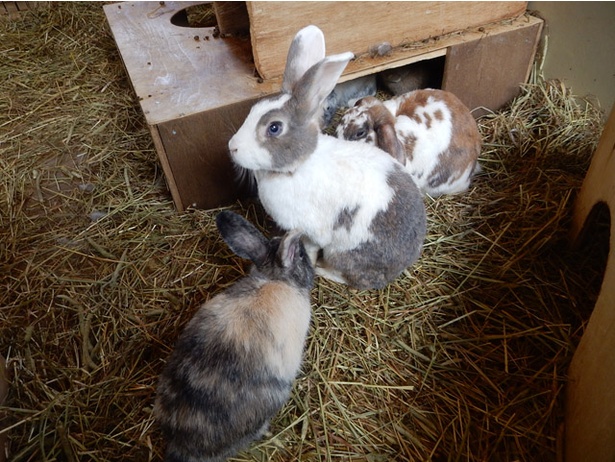 旭山動物園のウサギも 動物たちが自分のフンを食べる理由 ウォーカープラス