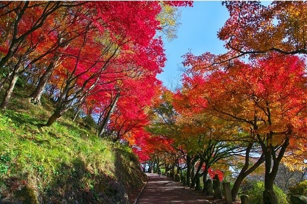 【写真を見る】福井県内最大級の約1600本のモミジが園内を彩る西山公園