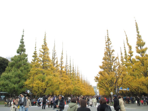 【写真を見る】11月16日(金)～12月2日(日)に開催される、 明治神宮外苑秋の風物詩「神宮外苑 いちょう祭り」。さまざまな模擬店が並び、全国各地の特産品やグルメが集まる