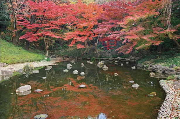 小石川後楽園の中でも特におすすめの紅葉スポットのひとつである、大堰川周辺。見事に色付いた紅葉が楽しめる