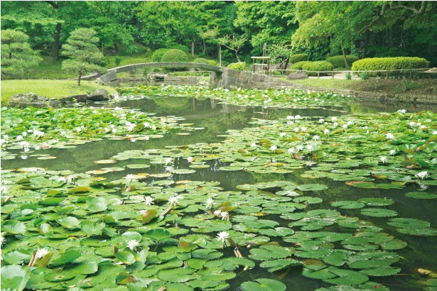 小石川後楽園の内庭。秋には鮮やかに紅葉し、人気のスポットになっている