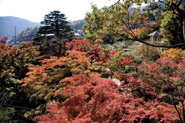 写真の箱根強羅公園をはじめ、見どころ豊富な強羅エリア。風光明媚な景色が広がる