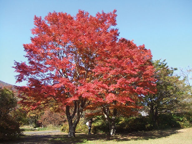 箱根で紅葉狩りをするなら箱根レイクホテルがおすすめ。美しく染まったイロハモミジは、隣接する湖尻園地にある
