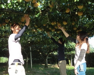 甘くて瑞々しい果実をあなたの手で収穫！広島県世羅郡の梨狩り