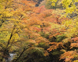 奥秩父随一！紅葉の名所・中津峡で出会う感動絶景