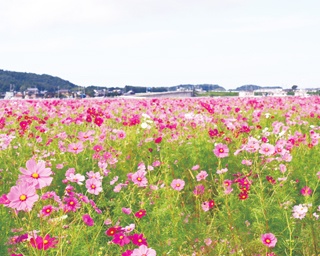 インスタ映え間違いなし!?一面ピンクの「福井コスモスまつり」で秋の花に感動！
