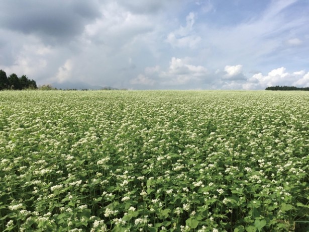 波野のそば畑 / 熊本県阿蘇市