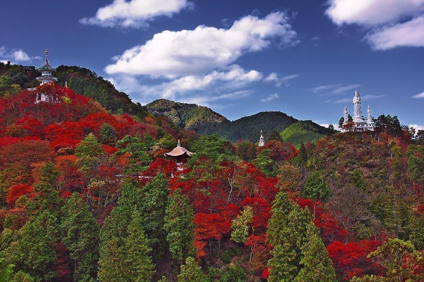 山内に点在する建造物を取り囲む色鮮やかな紅葉／鳥居観音