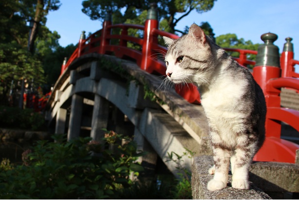 平成最後の夏！旅猫 ニャン吉の大冒険＠福岡