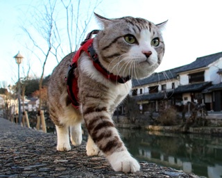 【全43枚】平成最後の夏！旅猫 ニャン吉が行く、日本縦断大冒険！