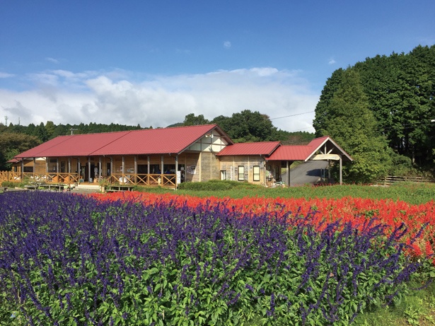 画像5 6 紅葉や秋の七草に負けない美しさ 東海エリアに咲き誇る 秋の花 が楽しめるスポット ウォーカープラス