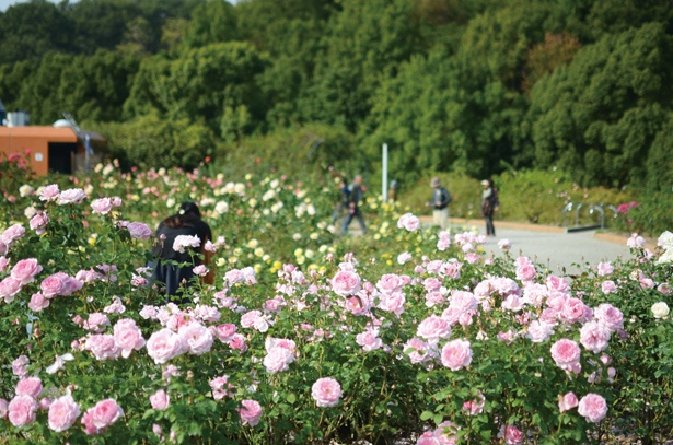 「世界のバラ園」はイギリス、フランス、日本など世界のバラが集結