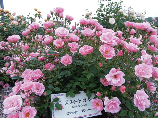 【写真を見る】世界から出品されたバラを植栽！「ぎふ国際ローズコンテスト」の会場になる庭園「コンテストガーデン」