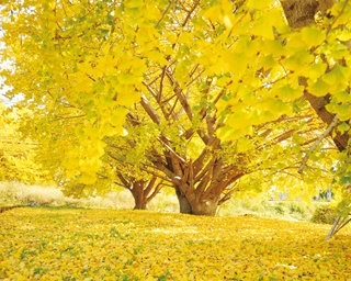 【祖父江】黄金色にまぶしく輝くイチョウのじゅうたん散策で秋を満喫