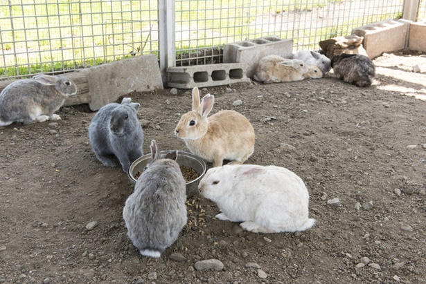 大きなウサギ小屋の中に入ることもでき、かわいいウサギたちをナデナデすることも可能