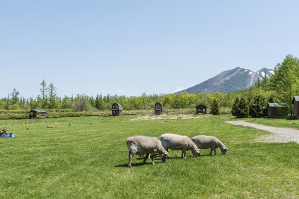 朝は羊たちが放牧され、サイト内の草をムシャムシャ食べる姿を間近で見られます