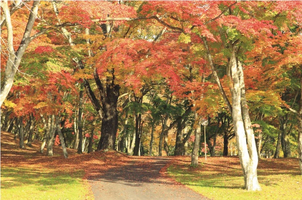 画像2 4 この秋行きたい 軽井沢 東北の紅葉スポット3選 ウォーカープラス