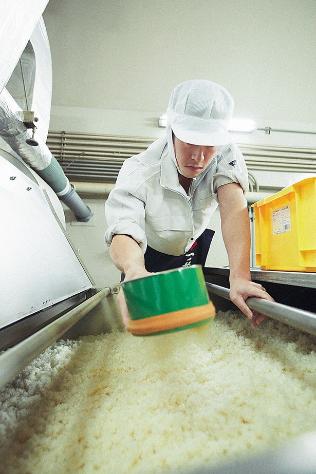 整えられた米に、種麹を振りかける
