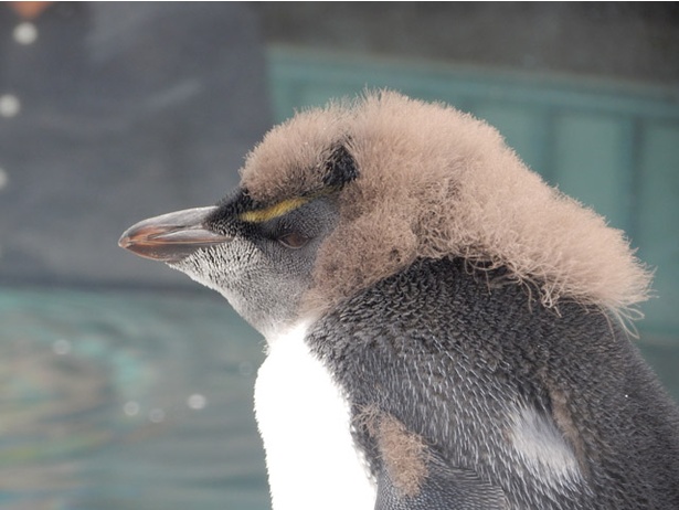 トレードマークのアレがない 旭山動物園 イワトビペンギンのヒナ成長中 ウォーカープラス