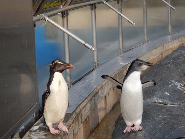 トレードマークのアレがない 旭山動物園 イワトビペンギンのヒナ成長中 ウォーカープラス