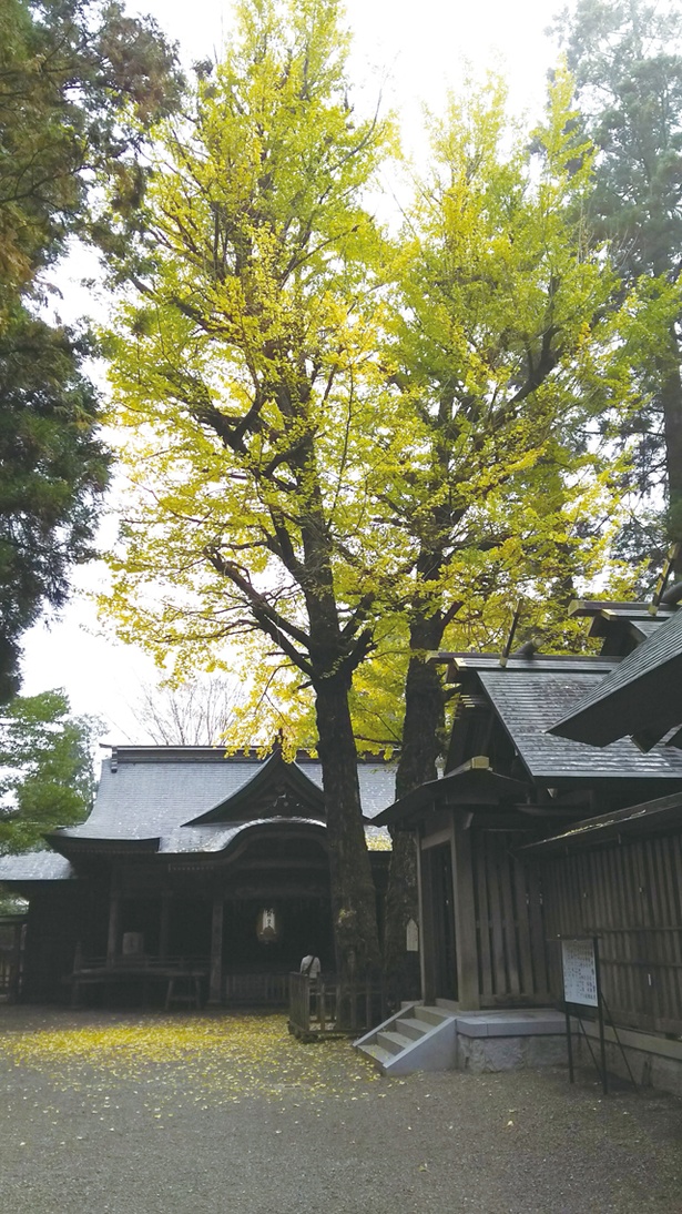 天岩戸神社 / 全国でも2か所しかない貴重な古代イチョウ