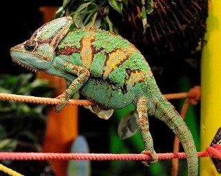 すみだ水族館と「動く図鑑MOVE」コラボ第3弾！テーマは両生類＆は虫類