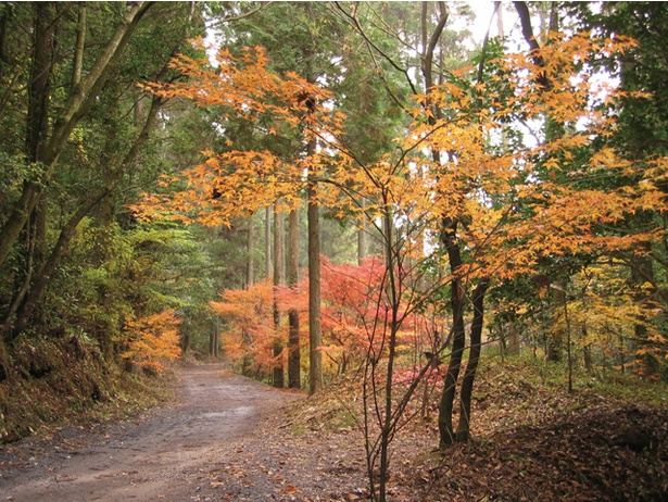 【写真を見る】悠久の森 / 敷地内に照葉樹林と人工林の2種の木が色付く