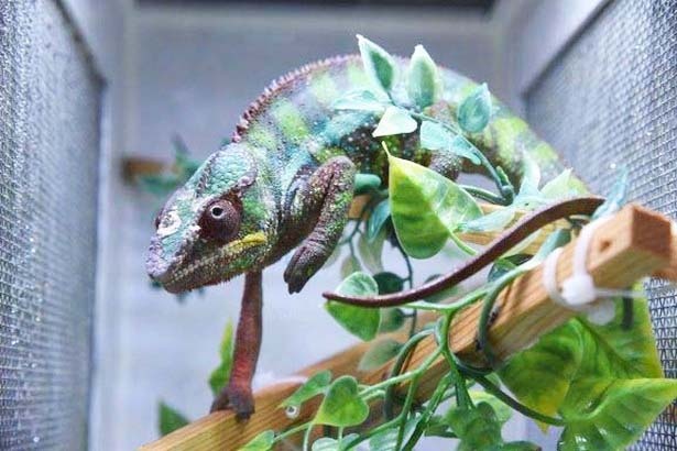 画像1 6 日本最大級の爬虫類展示即売会が開催 名古屋に世界の爬虫類が大集合 ウォーカープラス