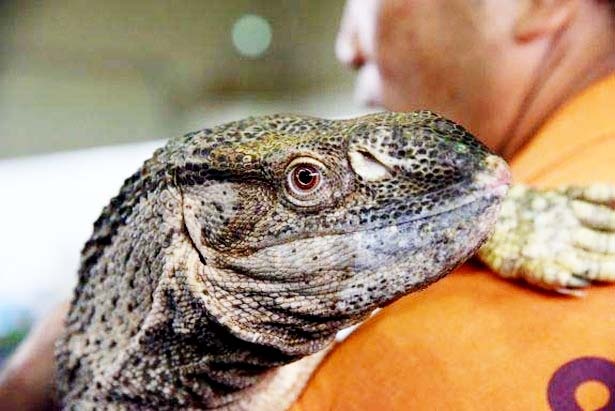 日本最大級の爬虫類展示即売会が開催 名古屋に世界の爬虫類が大集合 ウォーカープラス