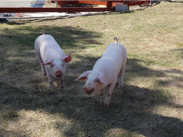 旭山動物園にやってきたブタ 100キロを超えて元気に穴掘り中 ウォーカープラス