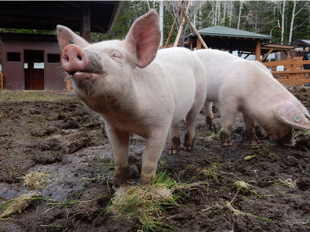 画像2 10 旭山動物園にやってきたブタ 100キロを超えて元気に穴掘り中 ウォーカープラス