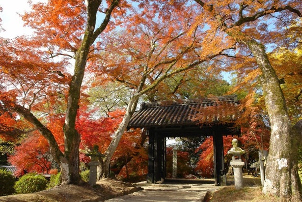 秋月城跡 / 鮮やかな紅葉が彩る“筑前の小京都”