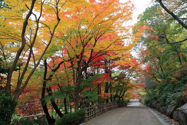 「也有園(やゆうえん)」から奥地までの園路沿いに広がる美しい昼紅葉も要チェック