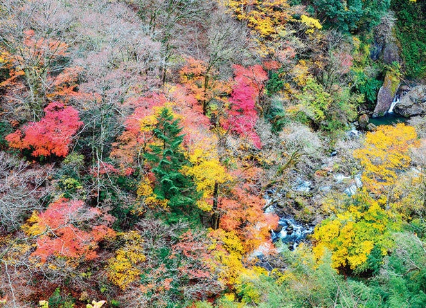 緑仙峡 / さまざまな色の紅葉が交じり合う