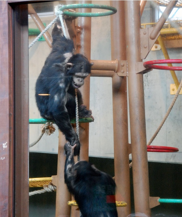 旭山動物園/上にいるチンパンジーは歯をむき出しにしている