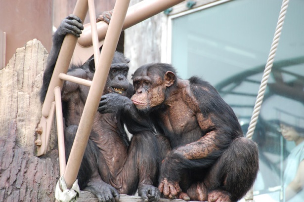 旭山動物園/近寄って話をしているように見えるチンパンジー