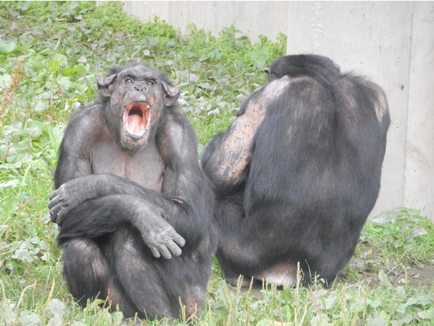 旭山動物園/あくびをしているチンパンジー