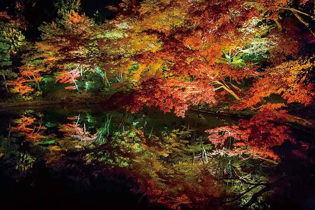臥龍池は、ライトアップされた紅葉を水面が映し出す絶景ポイント。時間を忘れて眺めてしまうほどの美しさ