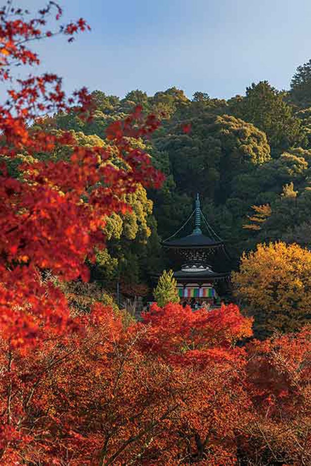 昼は勇壮な多宝塔と紅葉、木々の深い緑が織り成す自然美を楽しめる