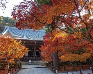 深紅に染まる京都・永観堂で紅葉狩り！狙い目の時間帯は？