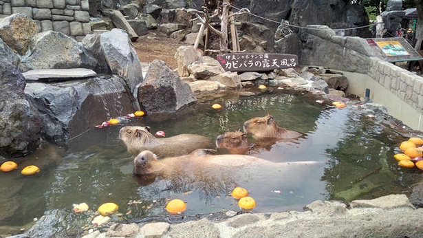 画像10 全枚 旅好きが選ぶ 日本の動物園ベスト10 水族館ベスト10 全スポットを写真で紹介 ウォーカープラス