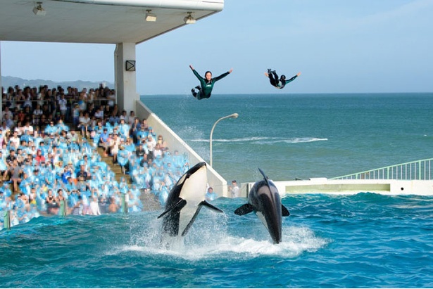 「旅好きが選ぶ！日本の動物園・水族館ランキング2018」水族館部門2位 鴨川シーワールド/千葉県鴨川市