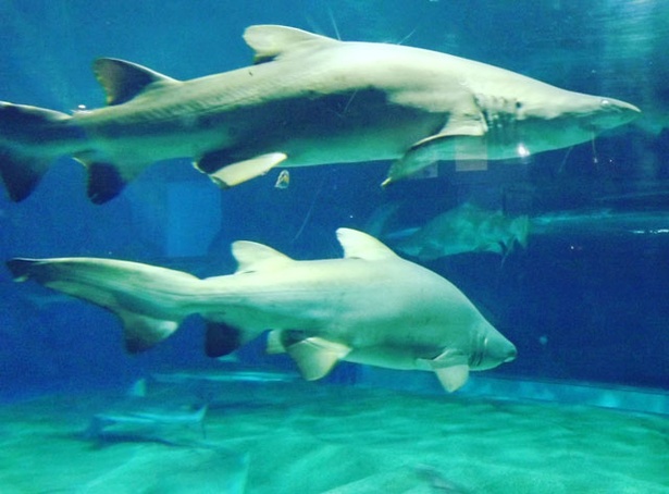 「旅好きが選ぶ！日本の動物園・水族館ランキング2018」水族館部門 8位 アクアワールド茨城県大洗水族館/茨城県大洗町