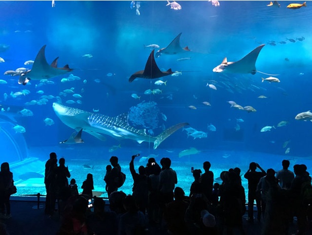「旅好きが選ぶ！日本の動物園・水族館ランキング2018」水族館部門1位沖縄美ら海水族館/沖縄県本部町