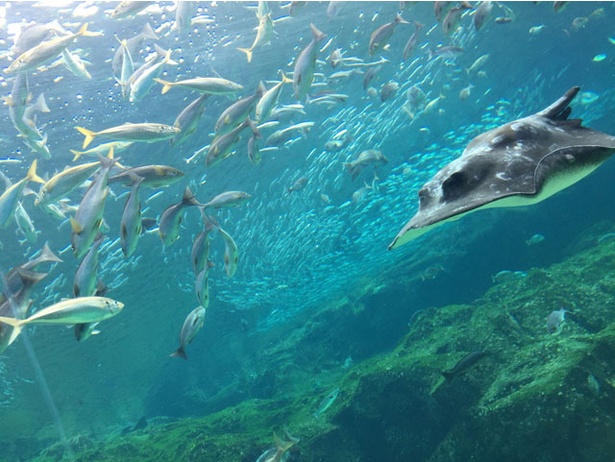 「旅好きが選ぶ！日本の動物園・水族館ランキング2018」水族館部門7位 九十九島水族館 海きらら/長崎県佐世保市