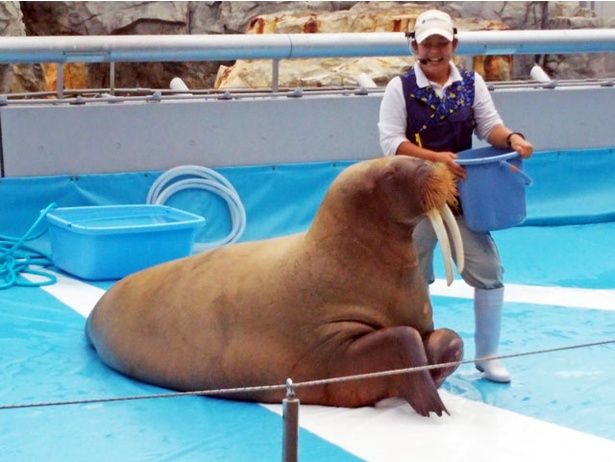 関西 動物園 水族館 ランキング 出会い系アプリ