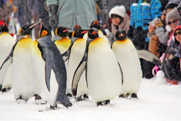「旅好きが選ぶ！日本の動物園・水族館ランキング2018」動物園部門3位 旭山動物園/北海道旭川市